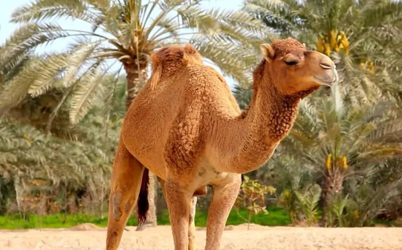 How Many Camels Am I Worth