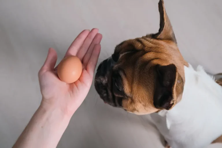 Can Dogs Eat Egg Shells