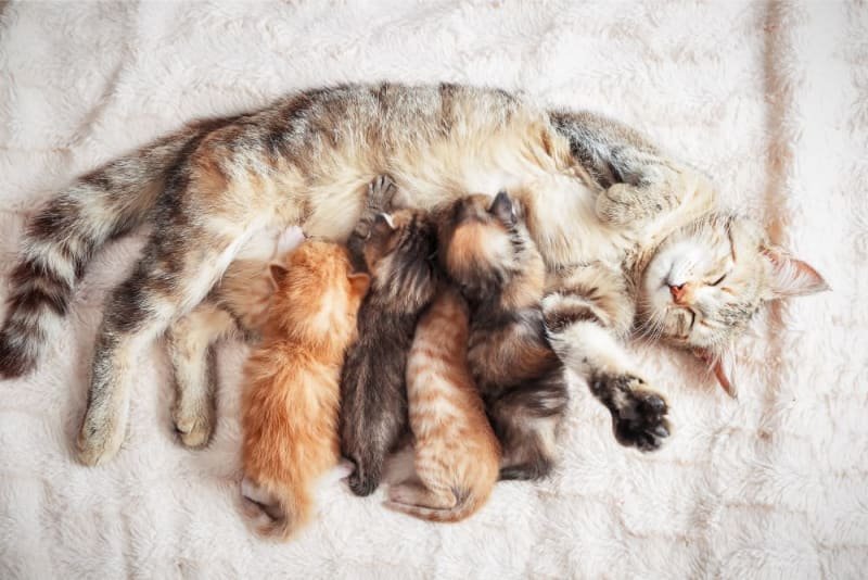 How Long Are Cats Pregnant