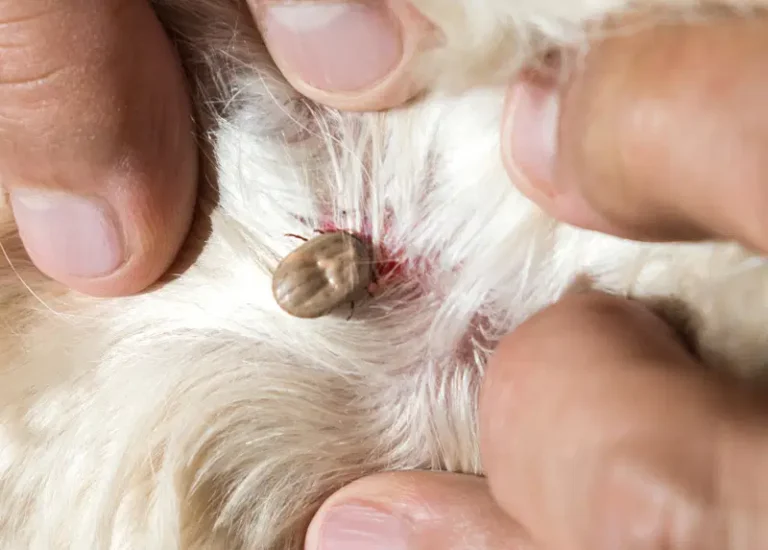 What kills ticks on dogs instantly